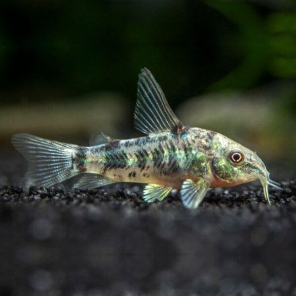 Corydora paleatus