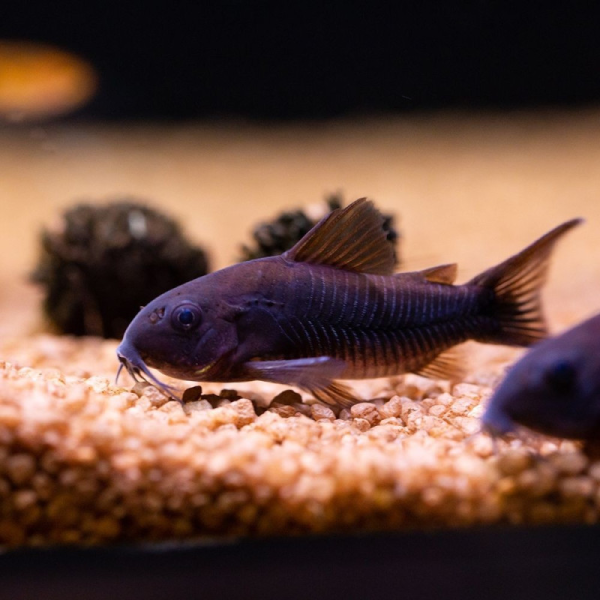 Corydora black venezuela
