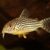 Cory Catfish Corydoras sterbai Sterba's Cory aquarium fish CORYDORA SAN JUAN