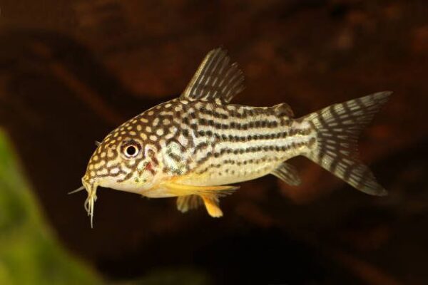 Cory Catfish Corydoras sterbai Sterba's Cory aquarium fish CORYDORA SAN JUAN