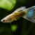 Poecilia reticulata, guppy. Guppy macho