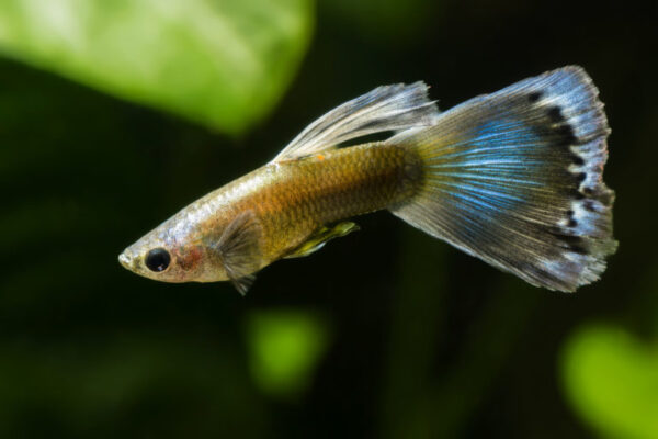 Poecilia reticulata, guppy. Guppy macho