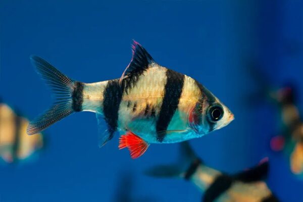 img_1855 Barbo sumatrano