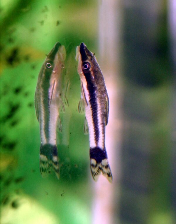 img_7073 Otocinclus