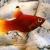 Platy rojo