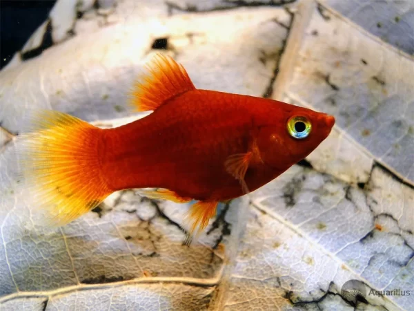 Platy rojo
