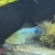 Platy celeste