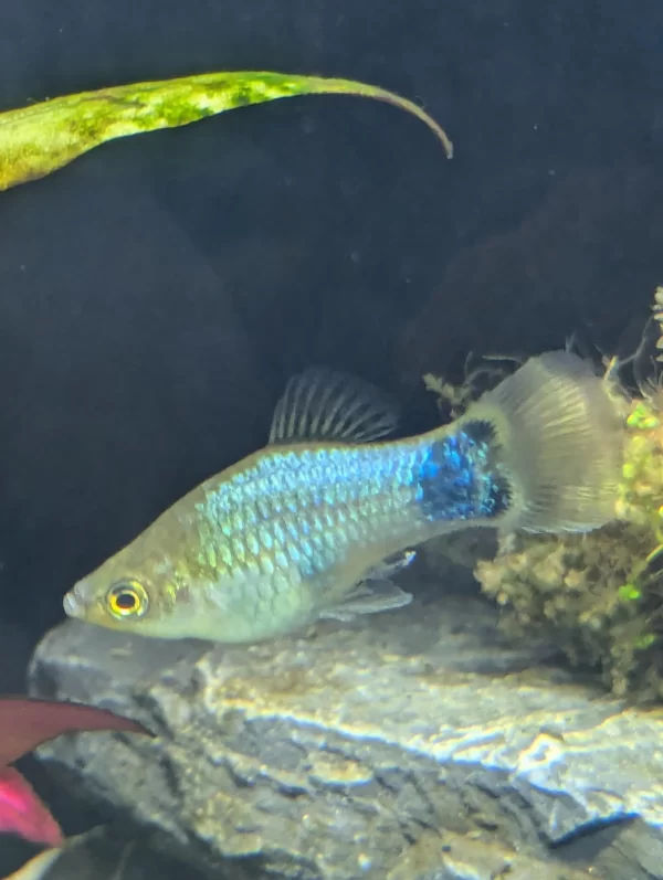 Platy celeste