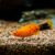platysalypimienta3 Platy sal y pimienta