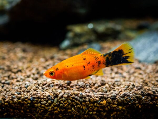 platysalypimienta3 Platy sal y pimienta