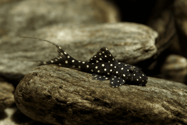 PLECO ADONIS