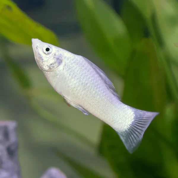Molly blanca
