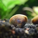 Almeja filtradora