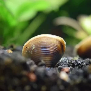 Almeja filtradora
