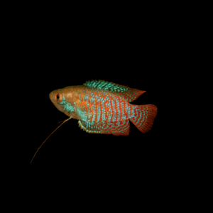 Colisa lalia