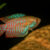 Dwarf gourami (Trichogaster lalius) Colisa lalia