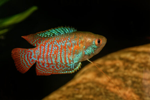 Dwarf gourami (Trichogaster lalius) Colisa lalia