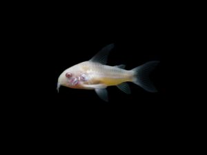 Corydora albina CORYDORA ALBINA