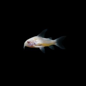 CORYDORA ALBINA