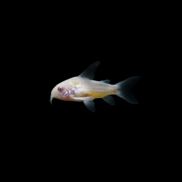 Corydora albina CORYDORA ALBINA