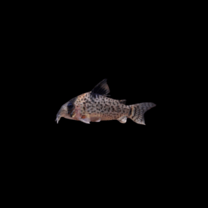 Corydora leucumelas