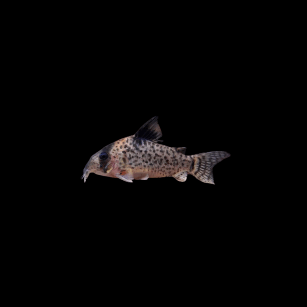 Corydora leucumelas