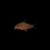Corydoras punctatus1 Corydora punctatus
