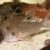 Corydoras punctatus2 Corydora punctatus