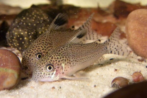 Corydoras punctatus2 Corydora punctatus