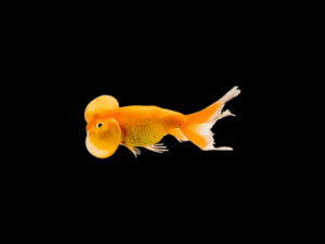Goldfish burbuja naranja y yamagata GOLDFISH BURBUJA NARANJA Y YAMAGATA