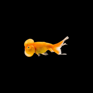 Goldfish burbuja naranja y yamagata