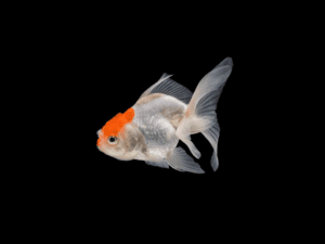 Goldfish oranda naranja y yamagata GOLDFISH ORANDA NARANJA Y YAMAGATA