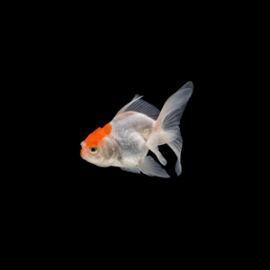 Goldfish oranda naranja y yamagata