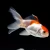 Goldfish oranda naranja y yamagata