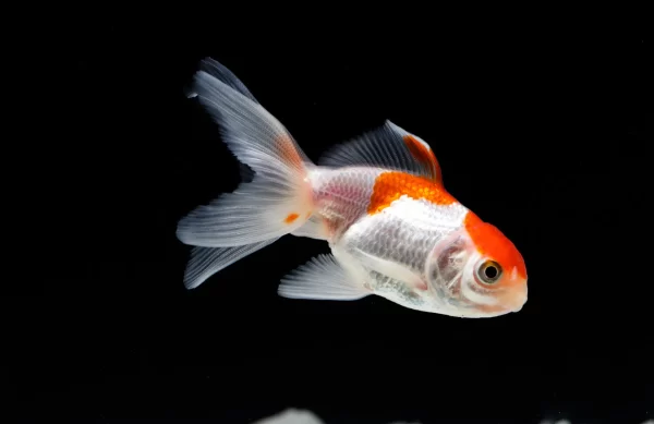 Goldfish oranda naranja y yamagata