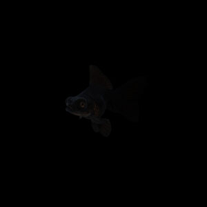 Goldfish telescopico negro