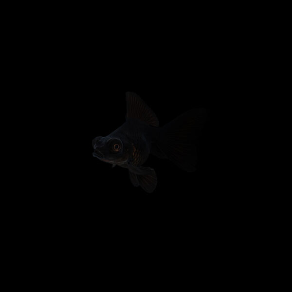 Goldfish telescopico negro