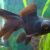 Goldfish telescopico negro
