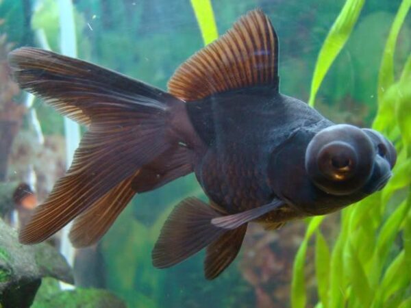 Goldfish telescopico negro