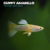 GuppyAmarillo2 GUPPY AMARILLO MACHO