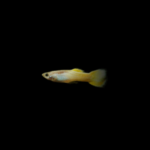 Guppy macho amarillo