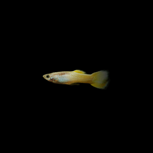 Guppy macho amarillo
