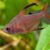 Hyphessobrycon-bentosi-male-sauvage TETRA ROBERTI