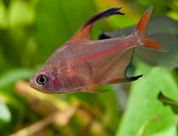 Hyphessobrycon-bentosi-male-sauvage TETRA ROBERTI