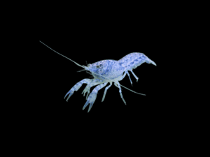 LANGOSTA MEXICANA BLUE MINI