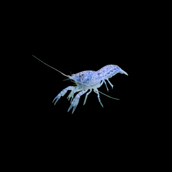 Langosta mexicana "BLUE MINI"