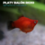 Platybalon rojo2 PLATY BALÓN ROJO