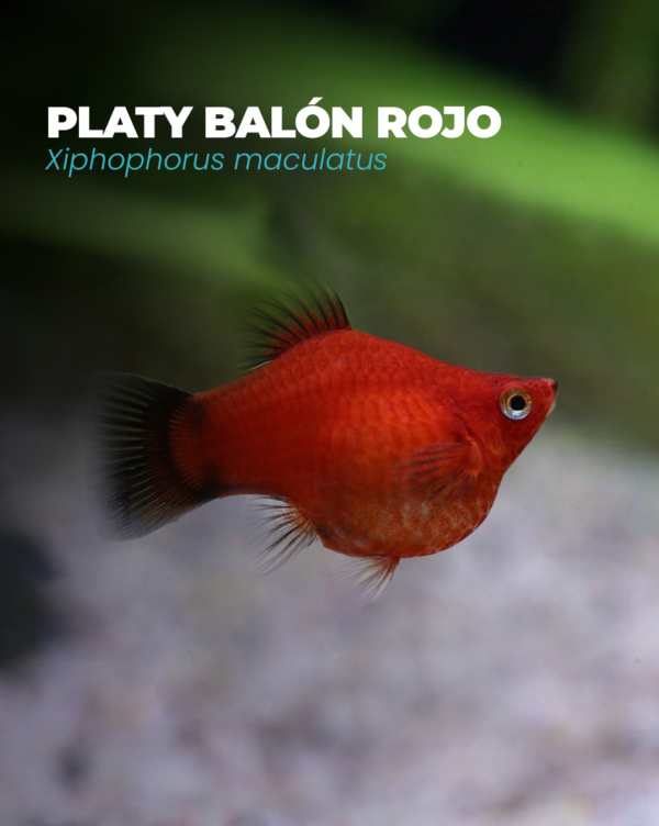 Platybalon rojo2 PLATY BALÓN ROJO