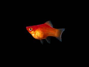 Platybalonrojo1 PLATY BALÓN ROJO