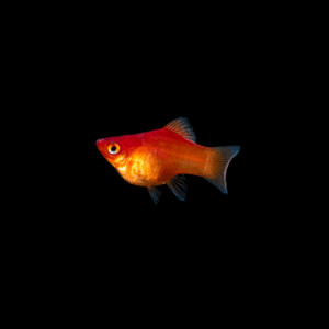 Platy balón rojo